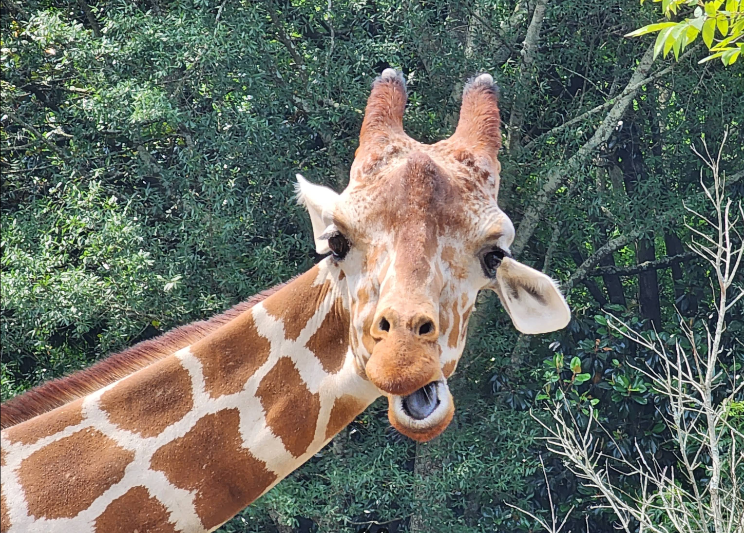 Zoo Atlanta gallery image