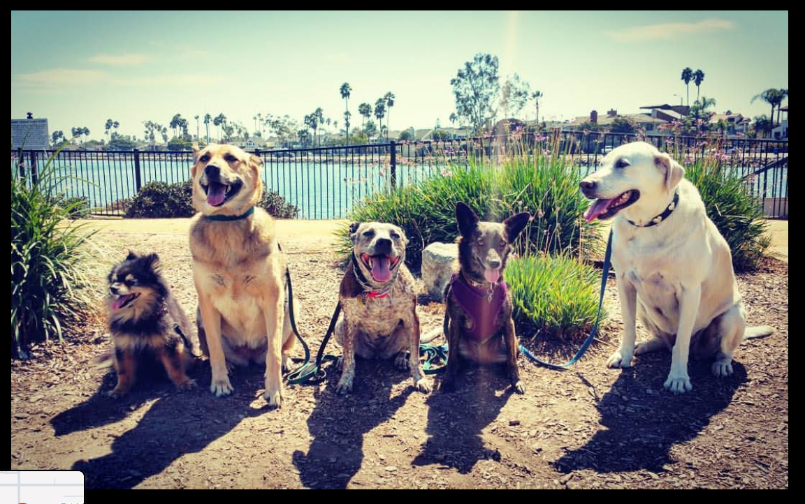 Long Beach Pet Care gallery image