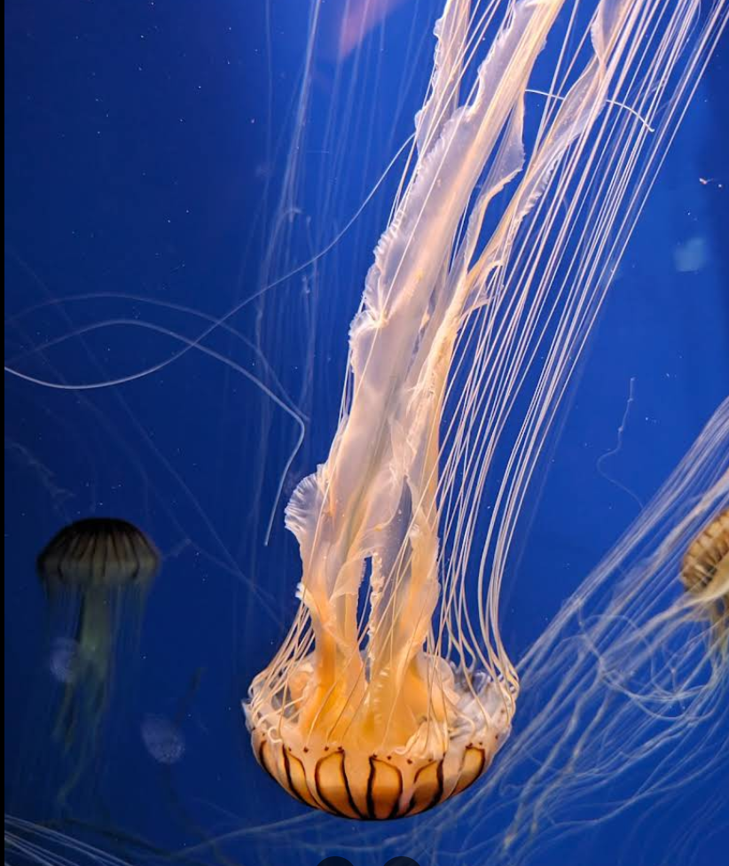 Georgia Aquarium gallery image