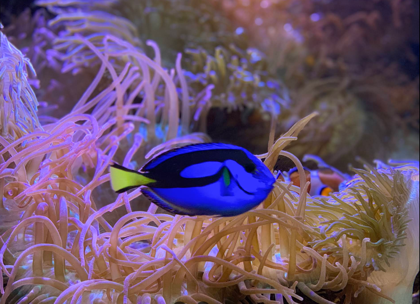 Georgia Aquarium gallery image
