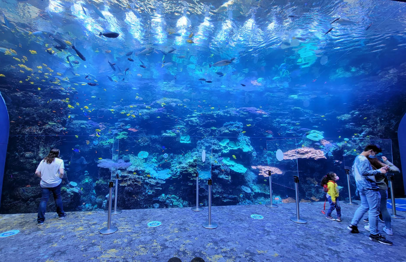 Georgia Aquarium gallery image