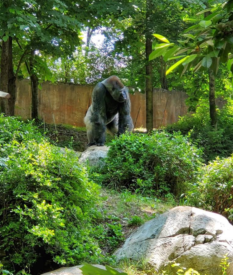 Zoo Atlanta gallery image
