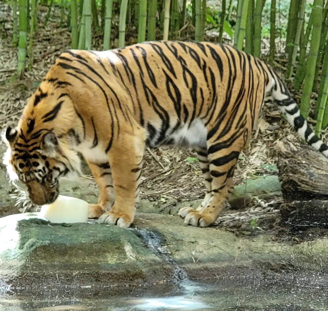 Zoo Atlanta gallery image