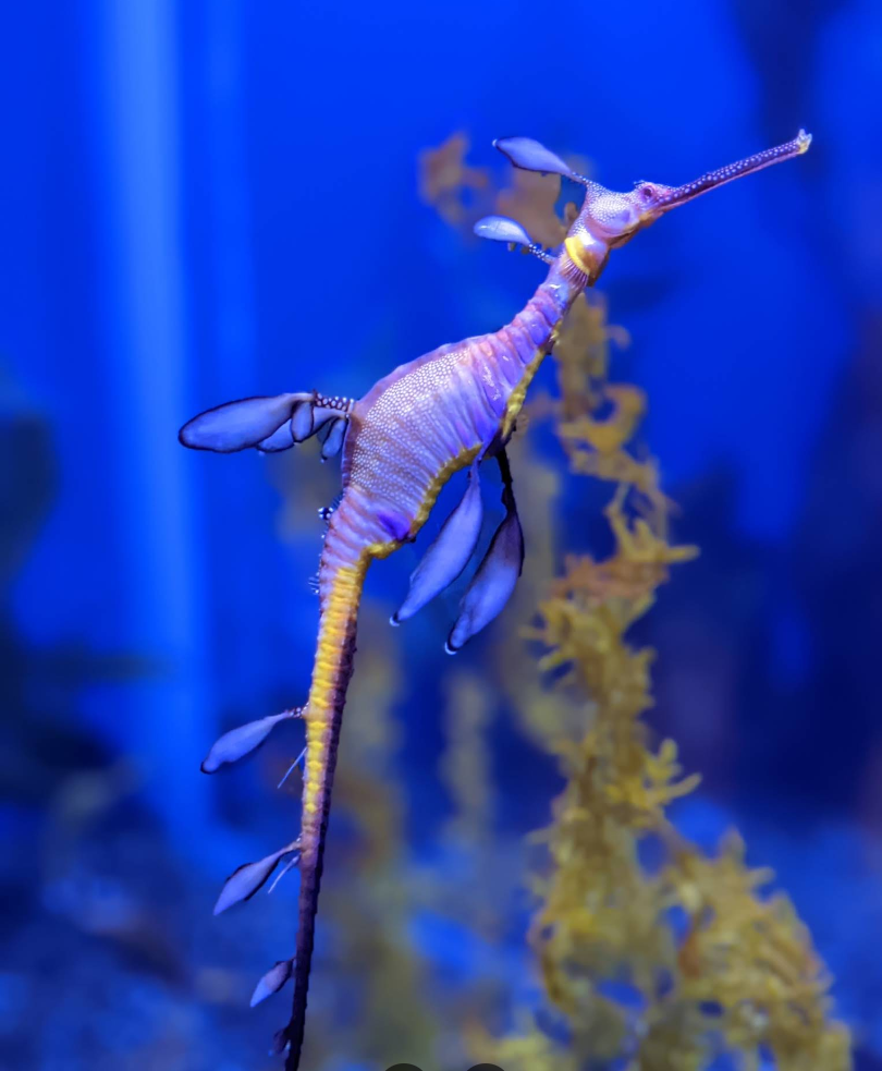 Georgia Aquarium gallery image