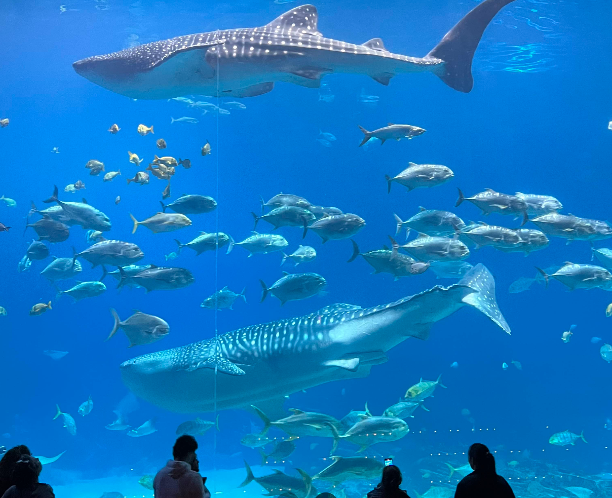 Georgia Aquarium gallery image